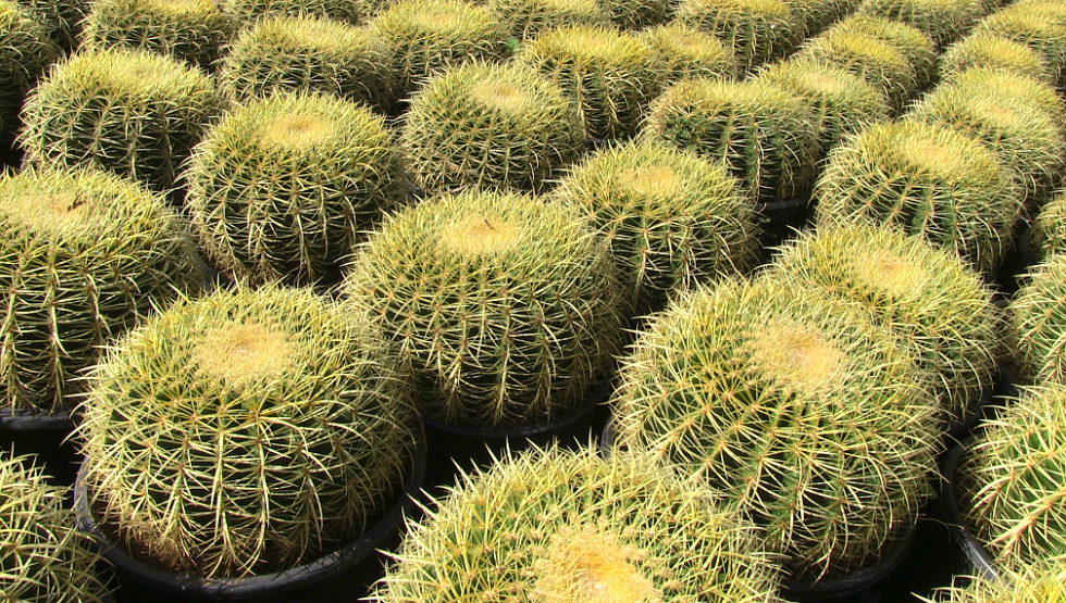 Pictures for Big Tex Trees Nurseries in Houston, TX 77079 Gardening